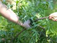 Neighbors Helping Neighbors Corinth Cleanup
